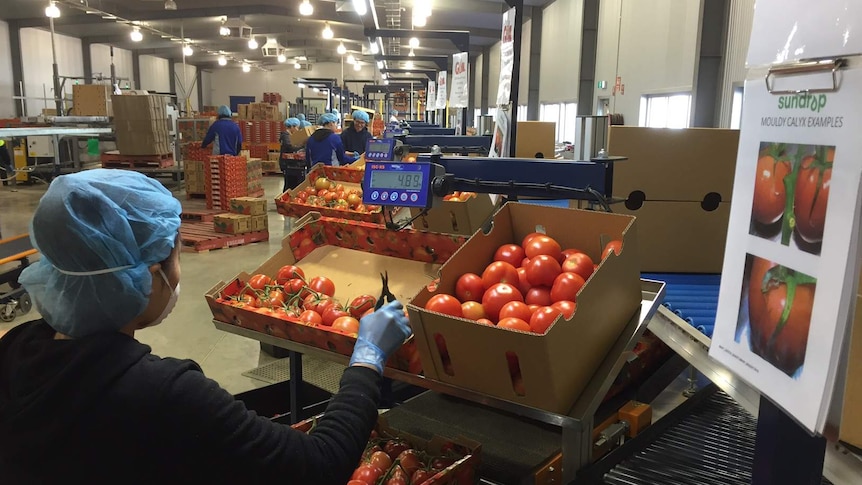 A worker packs tomatoes into boxes at Sundrop Farms.