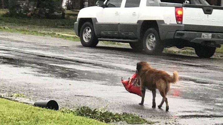 Dog carrying food