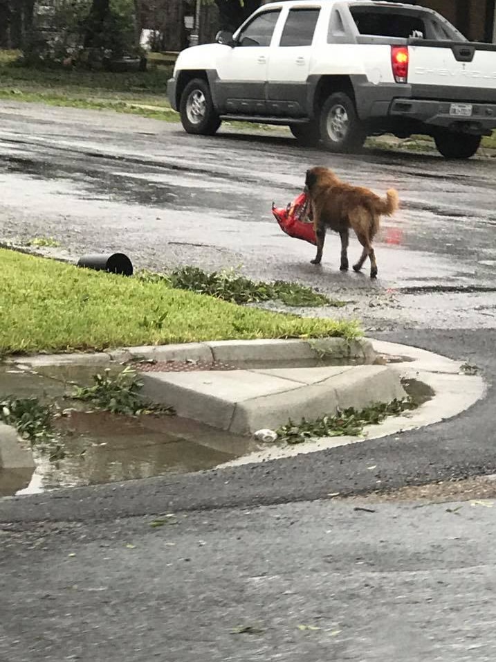 Dog carrying food