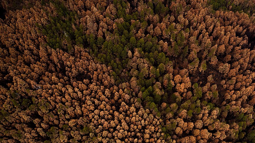 Aerial view of burnt trees in a Tasmanian forest