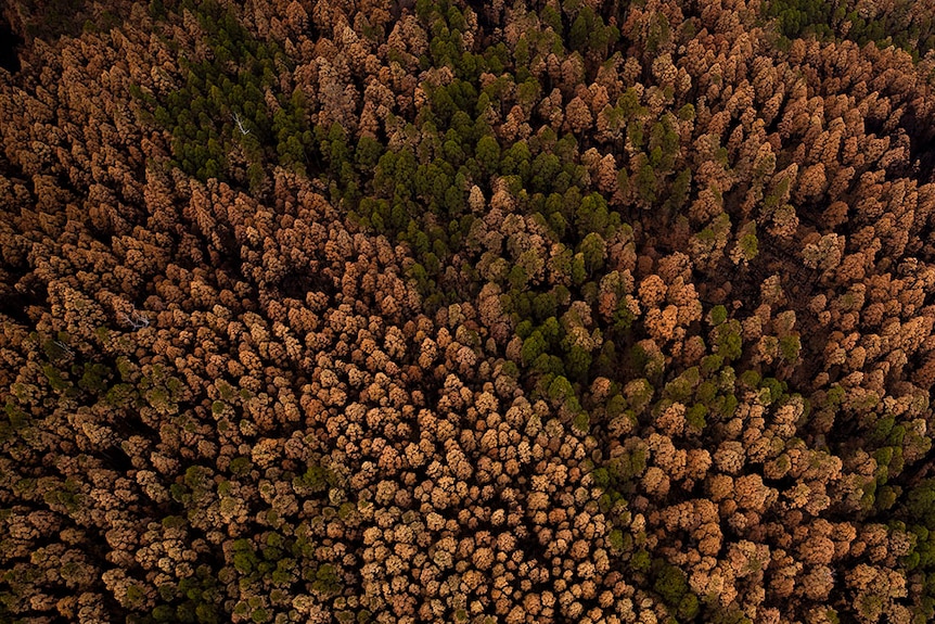 Aerial view of burnt trees in a Tasmanian forest