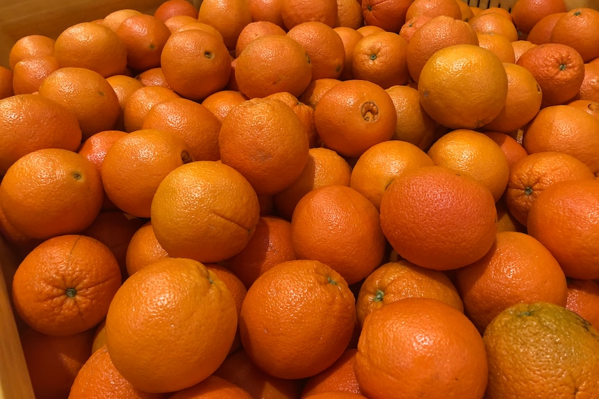 A full bin of oranges 