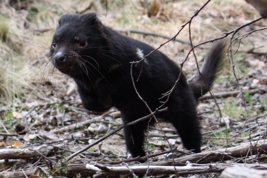 Tasmanian devil leaping