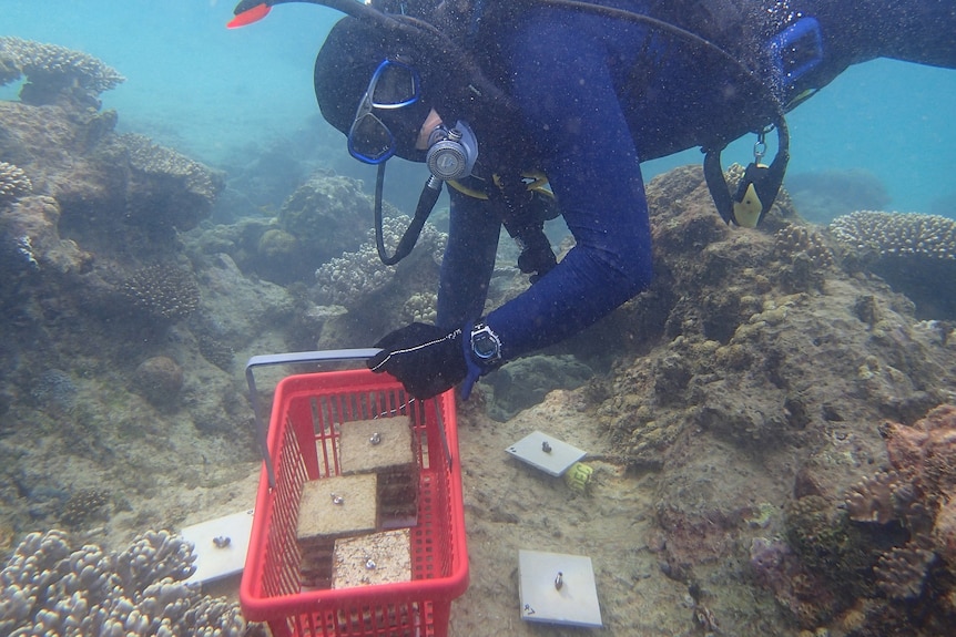 diver with tiles