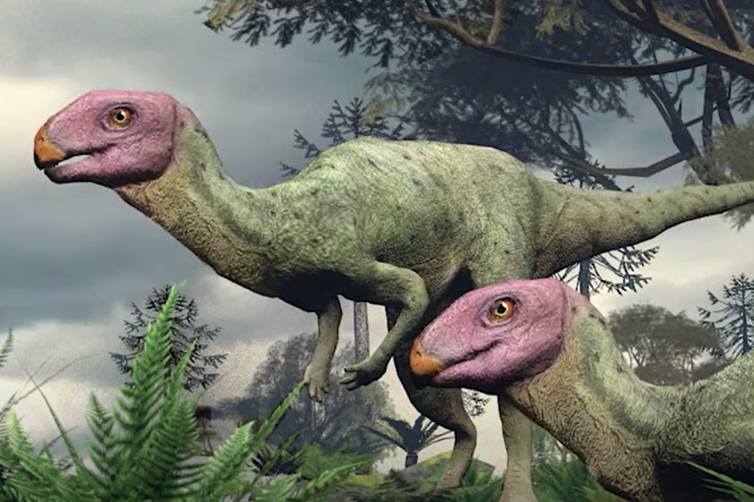 Two Minimocursor phunoiensis, who have pink heads, orange beak-like mouths, long necks and tiny arms