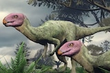 Two Minimocursor phunoiensis, who have pink heads, orange beak-like mouths, long necks and tiny arms