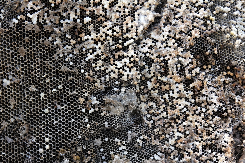 Close up of European wasp nest