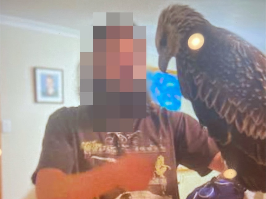 A man in a t-shirt holds a wedge-tailed eagle on his gloved hand in a living room.