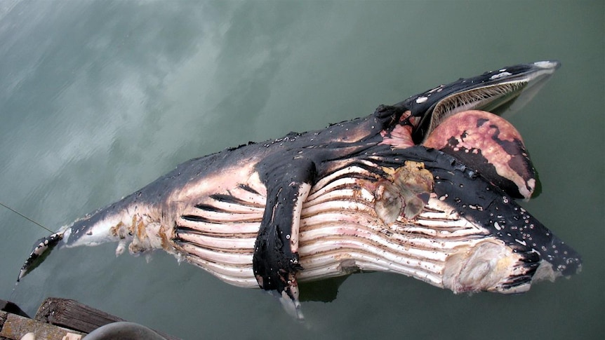 Humpback carcass will be examined for clues on its cause of death