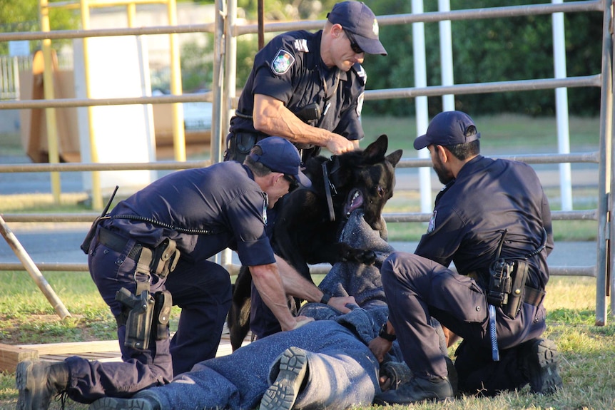 Cairns Constable John Brown volunteers as 'agitator' for the Queensland Police dog squad and gets taken down by Axel