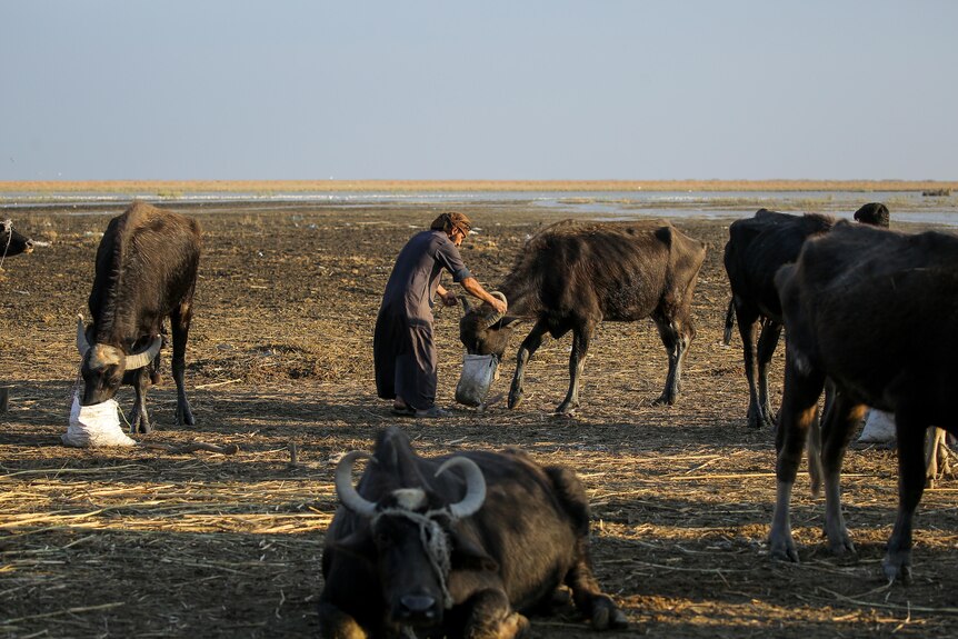 A person feeding a water buffalo with a white bag
