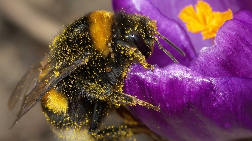 A pollen-covered bumblebee on a flower