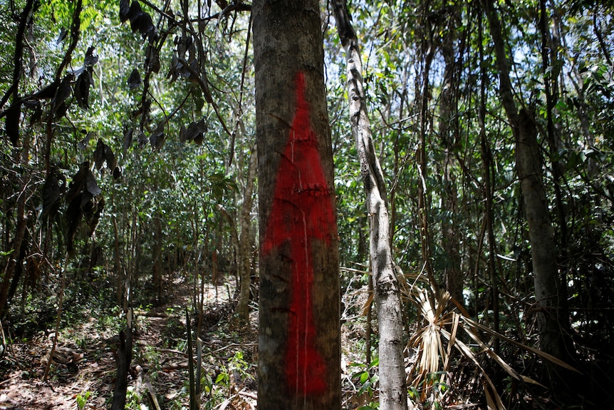 A tree in a jungle has a red arrow pointing upwards painted on its trunk. 
