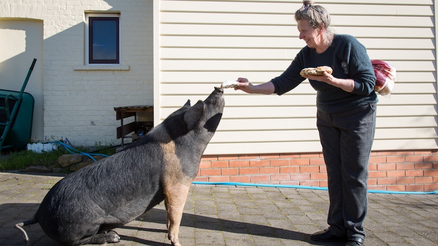 Tina the Wessex saddleback pig is smart enough to be hand-fed cream buns by owner Patricia Kelsall.