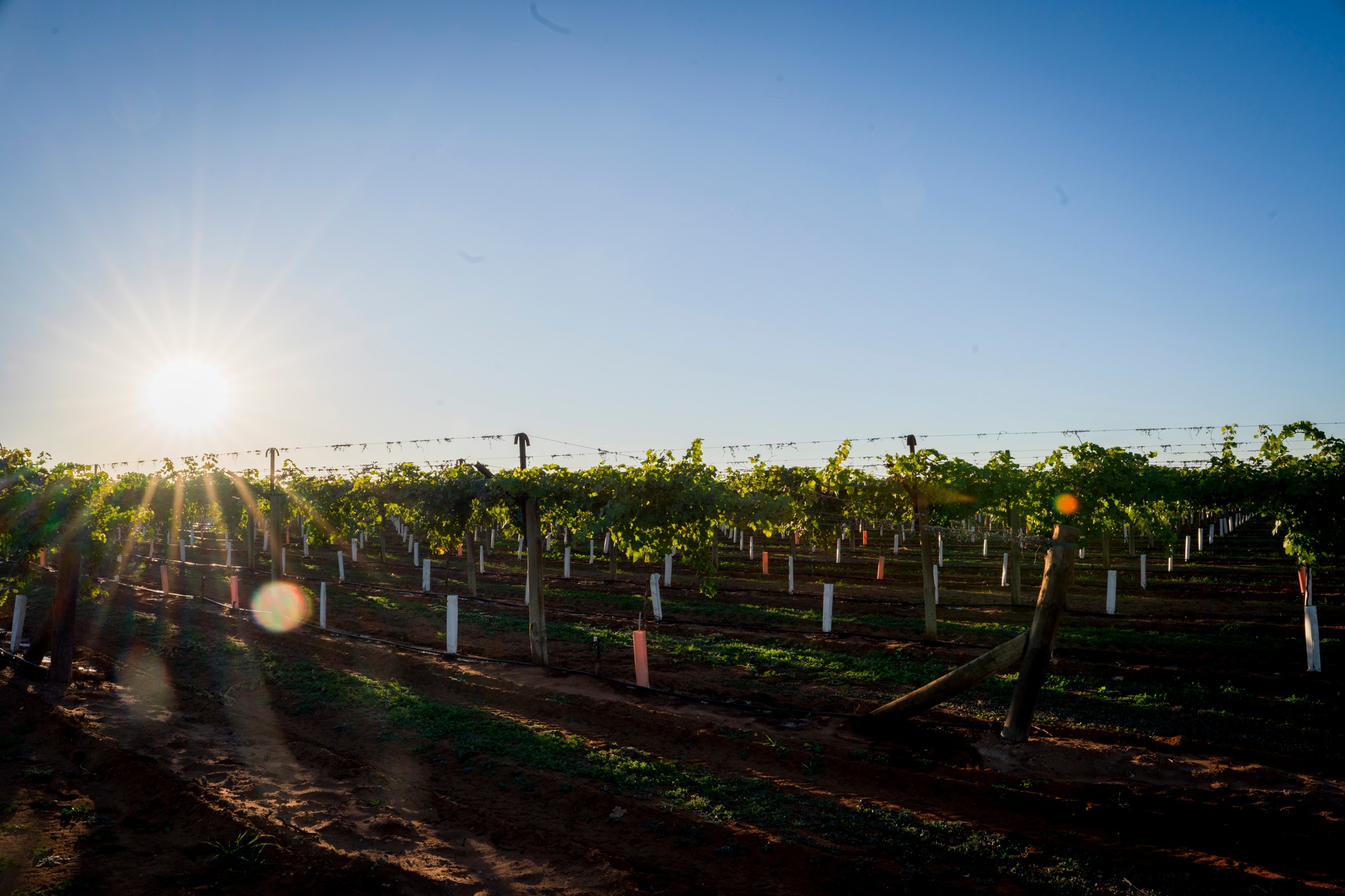 grape vines with the sun setting over them, creating shards of light.