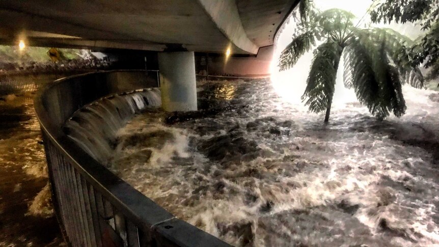 Flood water gushes through barriers at an underpass in Naremburn, with the water almost reaching palm tree's leaves.