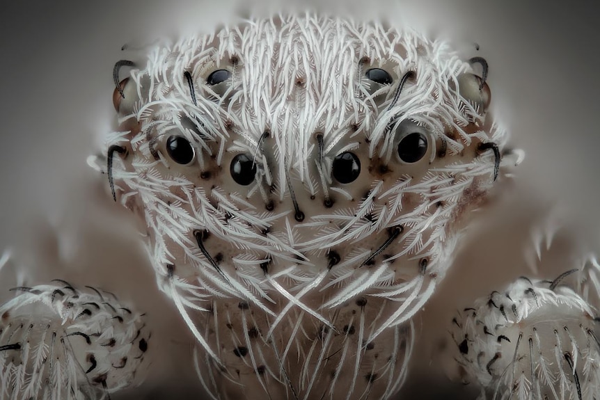 A close up image of a white spider's face, with a least six eyes and dozens of tiny hairs.