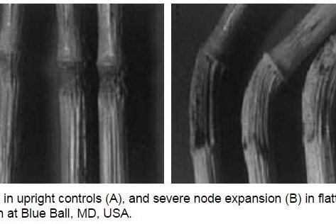 Photos of bent plant nodes, published in a Danish journal in 1999.