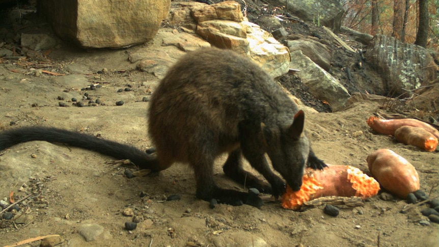 A brush-tailed rock-wallaby eating sweet potato as part of a supplementary feeding program.