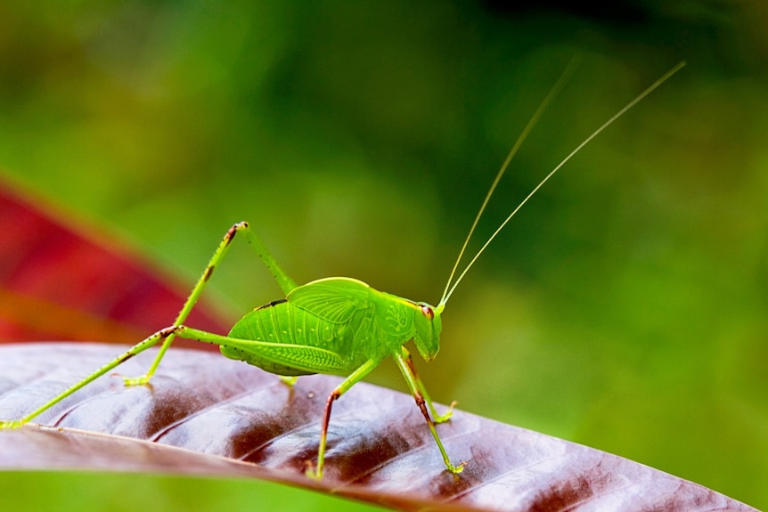 A bright green grasshopper-like insect with long antennae standing on a brown leaf