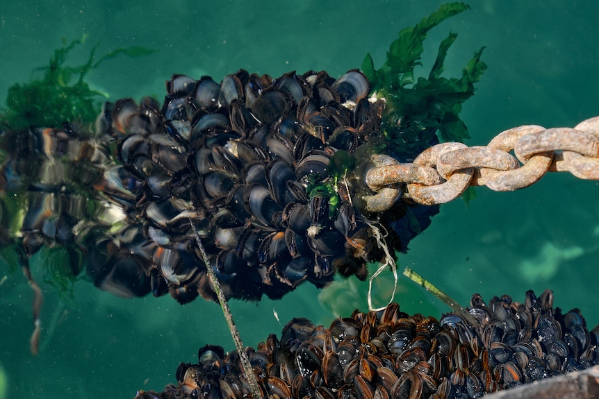 A large chain in the water has a bunch of mussels clinging to it.