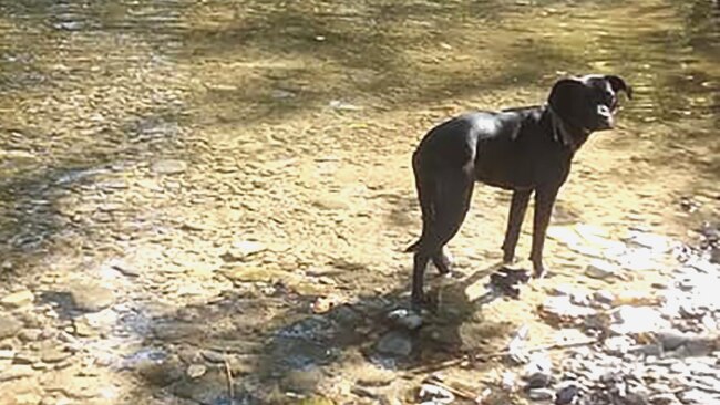 A dog standing in a shallow creek