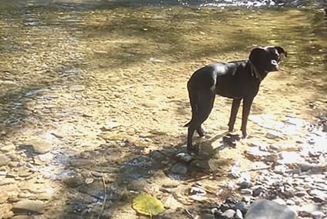 A dog standing in a shallow creek
