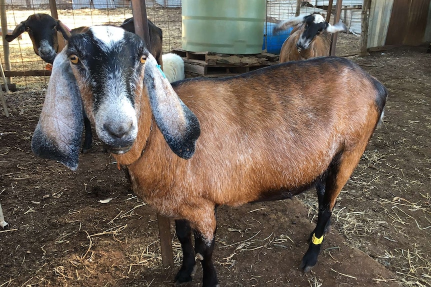 An Anglo Nubian dairy goat gets ready for milking.