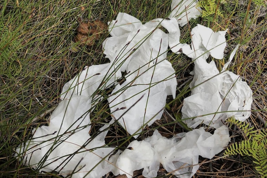 A human poo and scattered toilet paper on the ground in the bush.