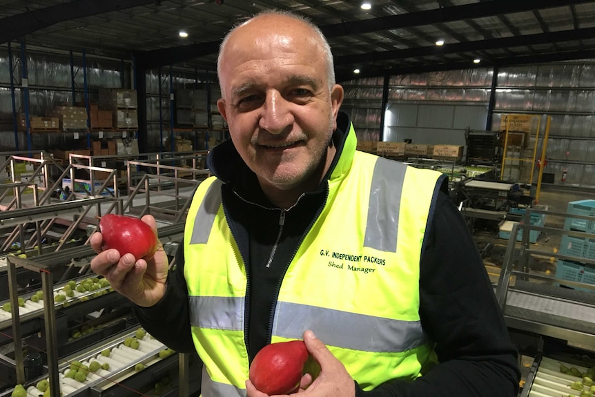 A man in a packing shed holds a red pear.