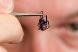 Head Arachnologist at Queensland Museum, Dr Robert Raven, holds a redback spider in some tweezers.