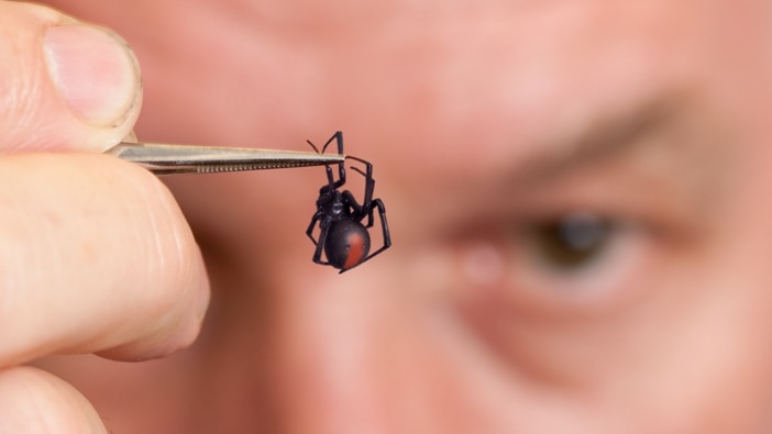 Head Arachnologist at Queensland Museum, Dr Robert Raven, holds a redback spider in some tweezers.