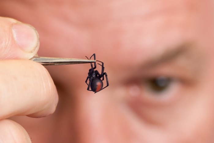 Head Arachnologist at Queensland Museum, Dr Robert Raven, holds a redback spider in some tweezers.