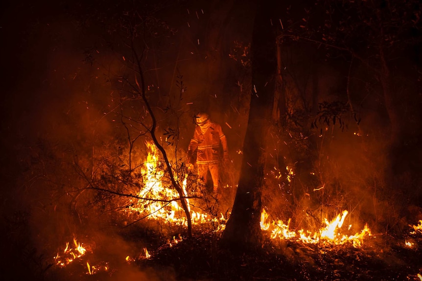 Back-burning near Faulconbridge (Photo: John Donegan)