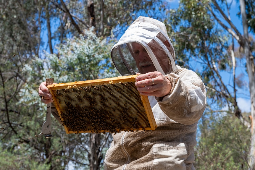 Man wearing a beekeeping suit holding up a frame containing bees. 