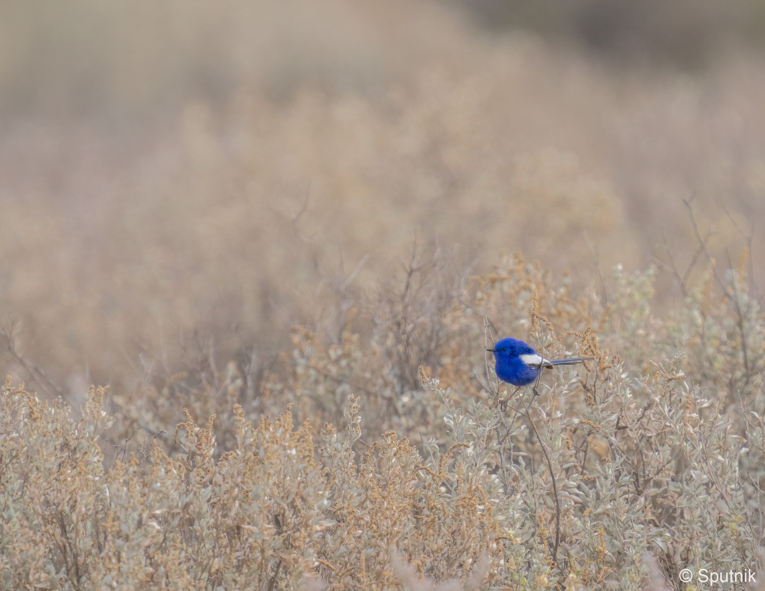 A bright blue bird perched on a twig in a beige, twiggy background. 