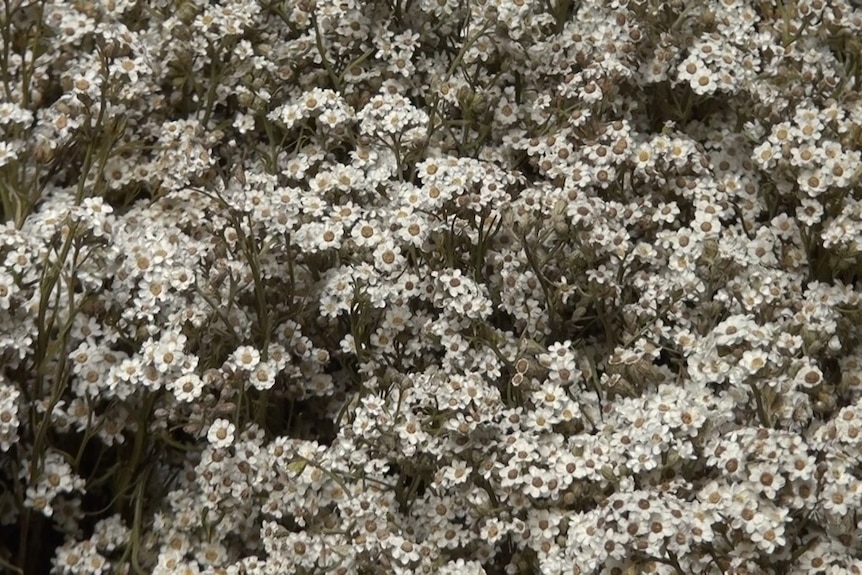 Bunch of native white flower