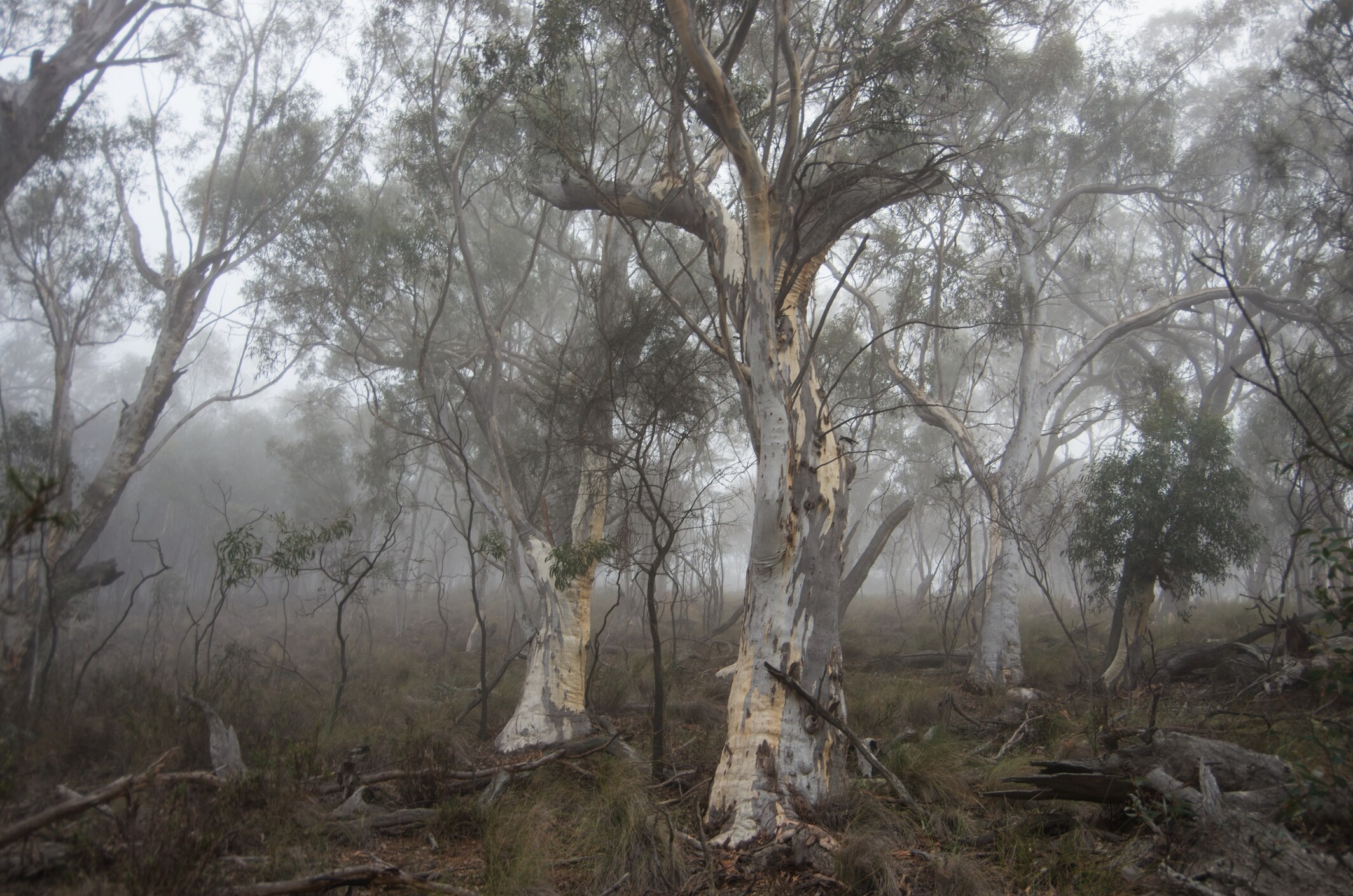 Gum trees in early morning fog