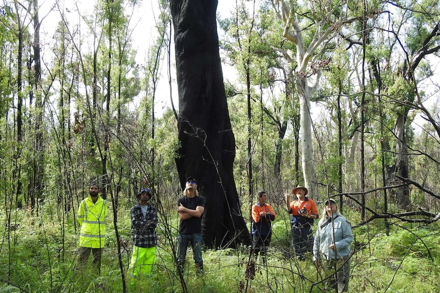 A group of indigenous rangers, national parks rangers and conservationists look at a tree with a Wildbnb box