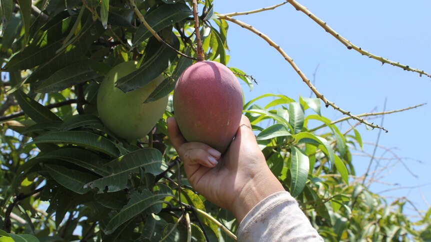 Hand picking a mango.