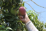 Picking mangoes