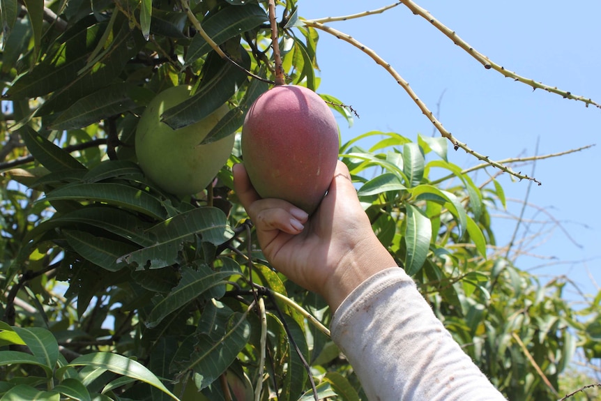 A ripe mango is picked from a tree with blue skies behind it