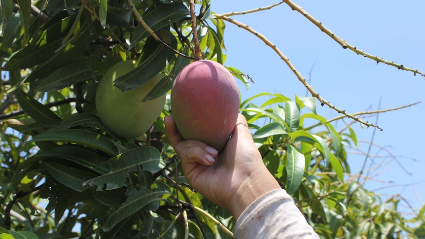Picking mangoes