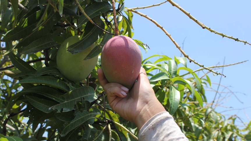 Farmers are expected to be short tens of thousands of workers this harvest