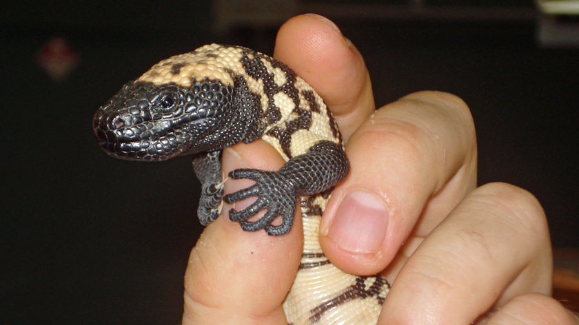 A gila monster hatchlings born on March 30th.