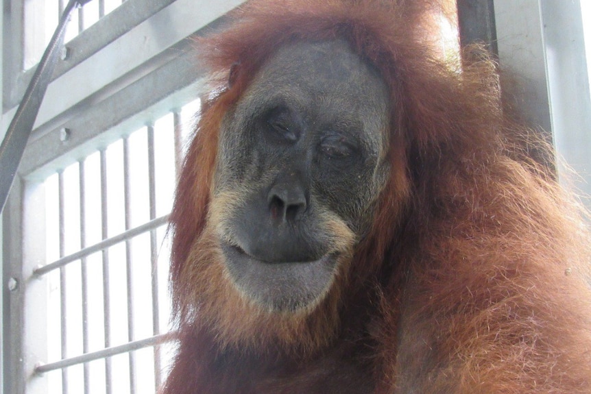 An orangutan with closed eyes. One appears to be red with scarring.