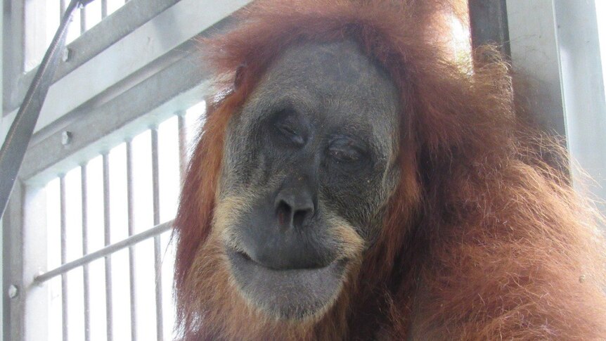 An orangutan with closed eyes. One appears to be red with scarring.