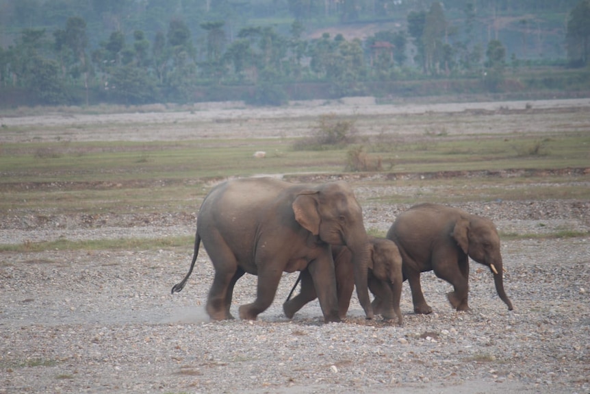 Two large elephants with a baby elephant on a rocky plain.