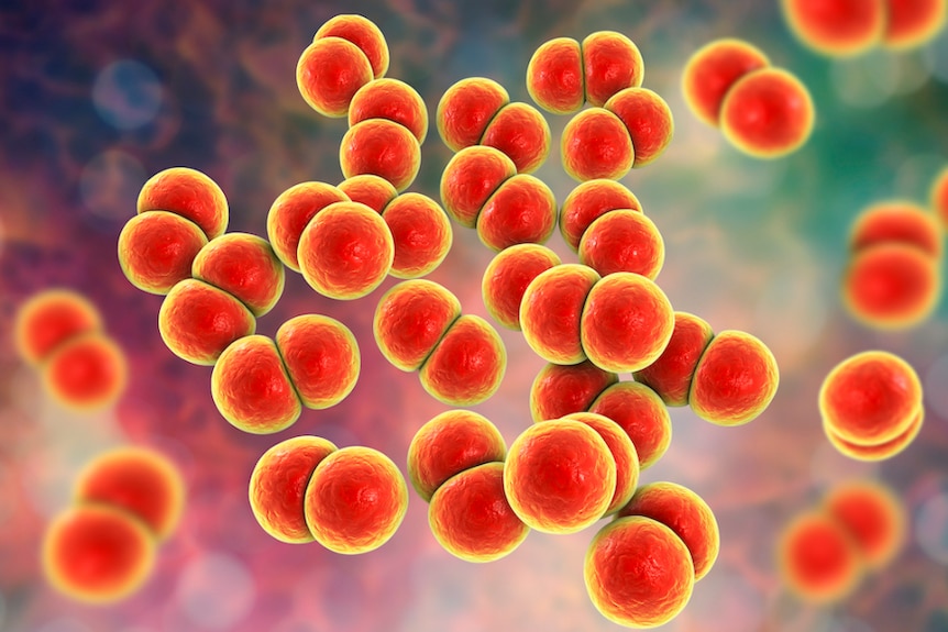 Image of a group of red bacteria with yellow outlines.