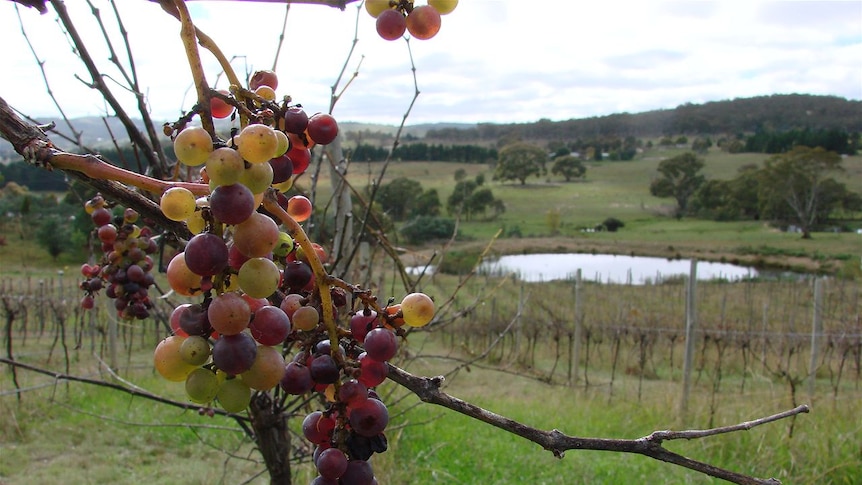 Elke Davies will buy in grapes from other Canberra vineyards to make her 2012 wines